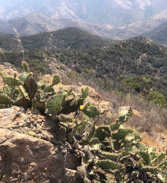 Seeing Beyond the&nbsp;Thorns