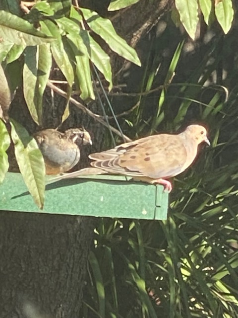 The Birds and&nbsp;Me